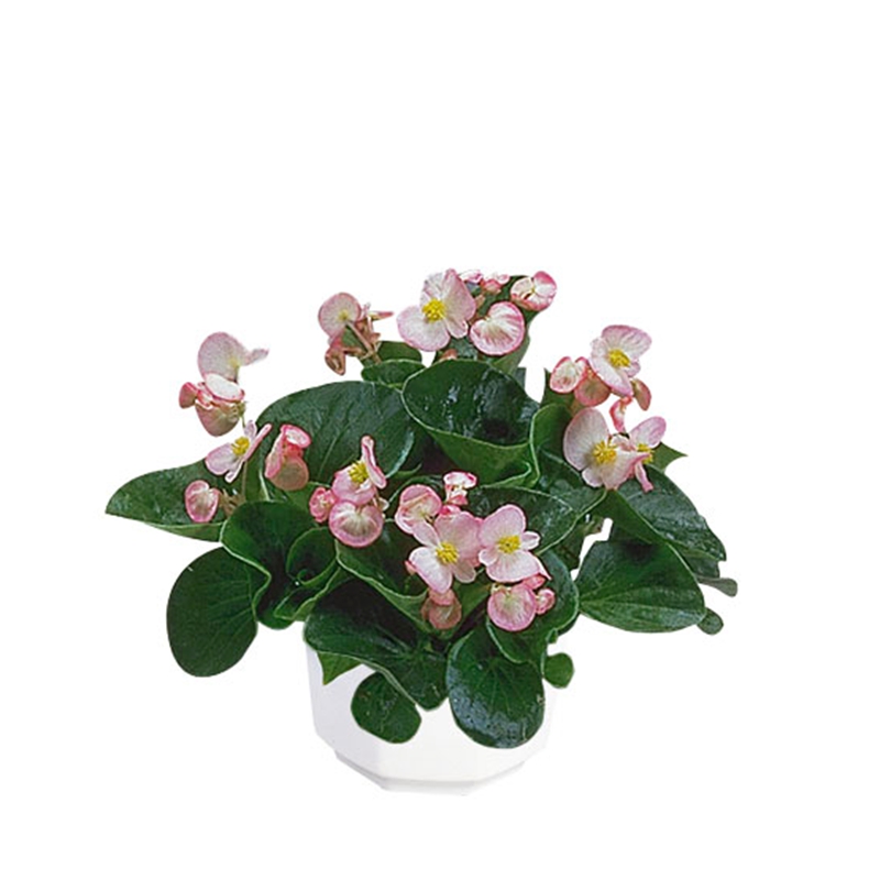 蘋果花色