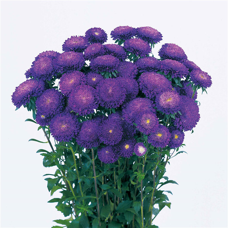 藍(lán)色
