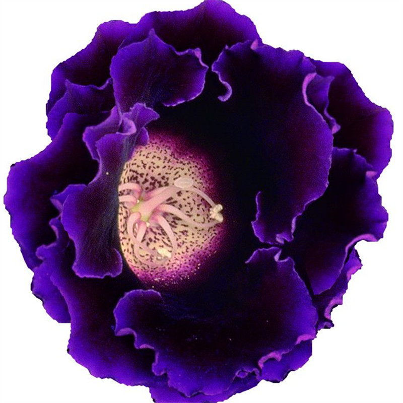 藍色