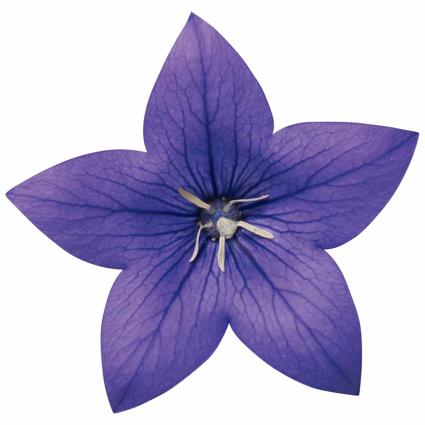 藍(lán)色